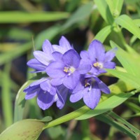 Pontederia vaginalis Burm.f.